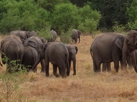 Camping in Wasgamuwa National Park - Sri Lanka