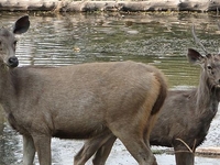Chandoli National Park