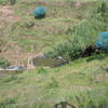 Chaubatia Orchards