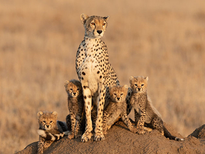 Maasai Mara 4 Days Safari Photos