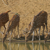 Ramnabagan Wildlife Sanctuary