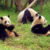 Sichuan Giant Panda Sanctuaries