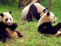 Sichuan Giant Panda Sanctuaries