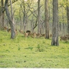 Bandipur National Park Bandipur National Park
