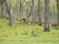 Bandipur National Park