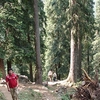 Churdhar Peak