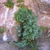 Coalpits Springs Coalpits Springs