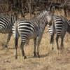 South Luangwa National Park