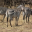 South Luangwa National Park South Luangwa National Park