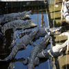 Crocodile Farm