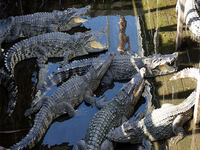 Crocodile Farm