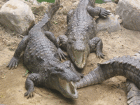 Crocodile Park Crocodile Park