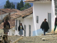 Rosas