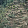 Cardamom Hills Cardamom Hills