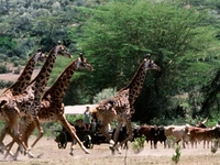 Giraffes Giraffes