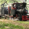 Cepu Forest Railway Cepu Forest Railway