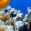 Hurghada Diving Site