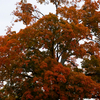 Comfort Maple Comfort Maple