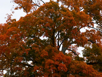 Comfort Maple