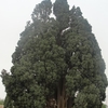 Sarv-E Abarkuh