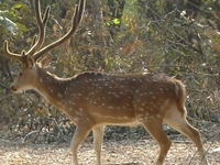 Nawabganj Bird Sanctuary Nawabganj Bird Sanctuary