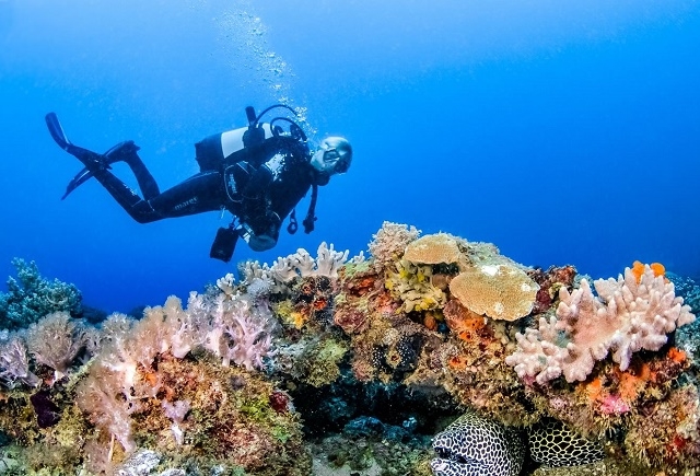 Diving Tours in Mombasa Marine National Park - Touristlink