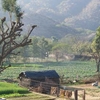 Pushkar