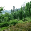 Lloyd's Botanical Garden