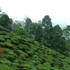 Makaibari Tea Estate Makaibari Tea Estate