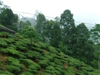Makaibari Tea Estate Makaibari Tea Estate