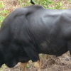 Dulhazra Safari Park Dulhazra Safari Park