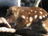 Billabong Koala and Wildlife Park
