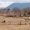 Great Ruaha River Great Ruaha River