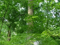 Dysart Woods Dysart Woods
