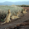 Lewa Wildlife Conservancy