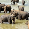 Pinnewala Elephant Orphanage Pinnewala Elephant Orphanage