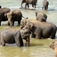 Pinnewala Elephant Orphanage