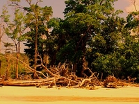 Elephant Beach