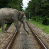 Mahananda Wildlife Sanctuary