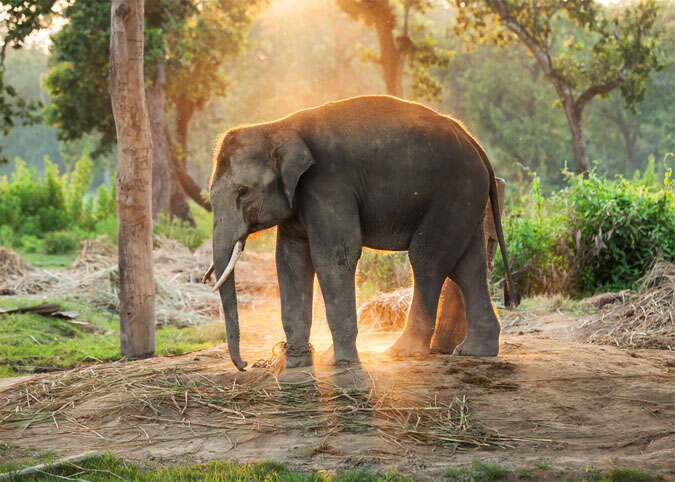 Elephant in Chitwan National Park, Nepal