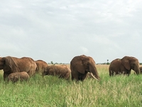 6 Days 5 Nights Lake Manyara, Serengeti And Ngorongoro