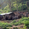 Elephant Nature Park Elephant Nature Park