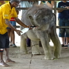 Pinnawala Elephant Orphanage