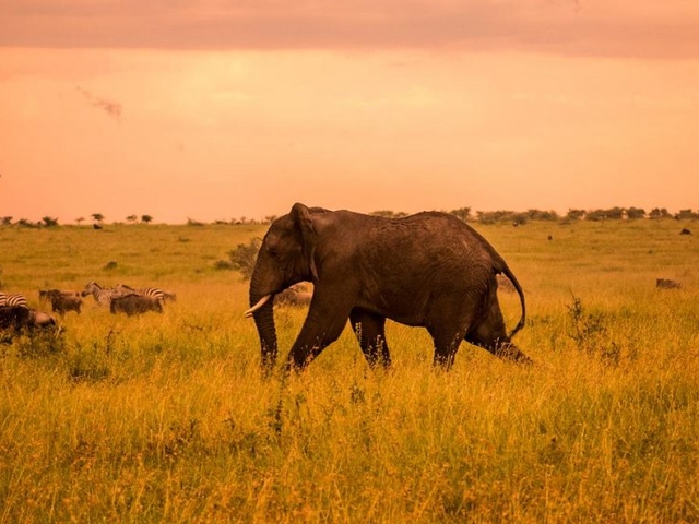 Daytrip Arusha to Tarangire National Park Photos
