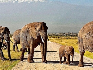 3 Days Amboseli National Park Photos