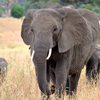 Tarangire National Park