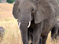 Tarangire National Park