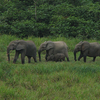 Gabon