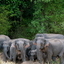 Minneriya National Park Minneriya National Park