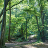 Epping Forest Epping Forest